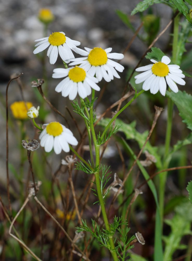 Matricaria chamomilla